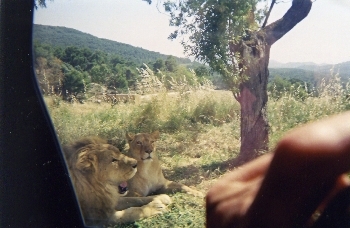 lion
